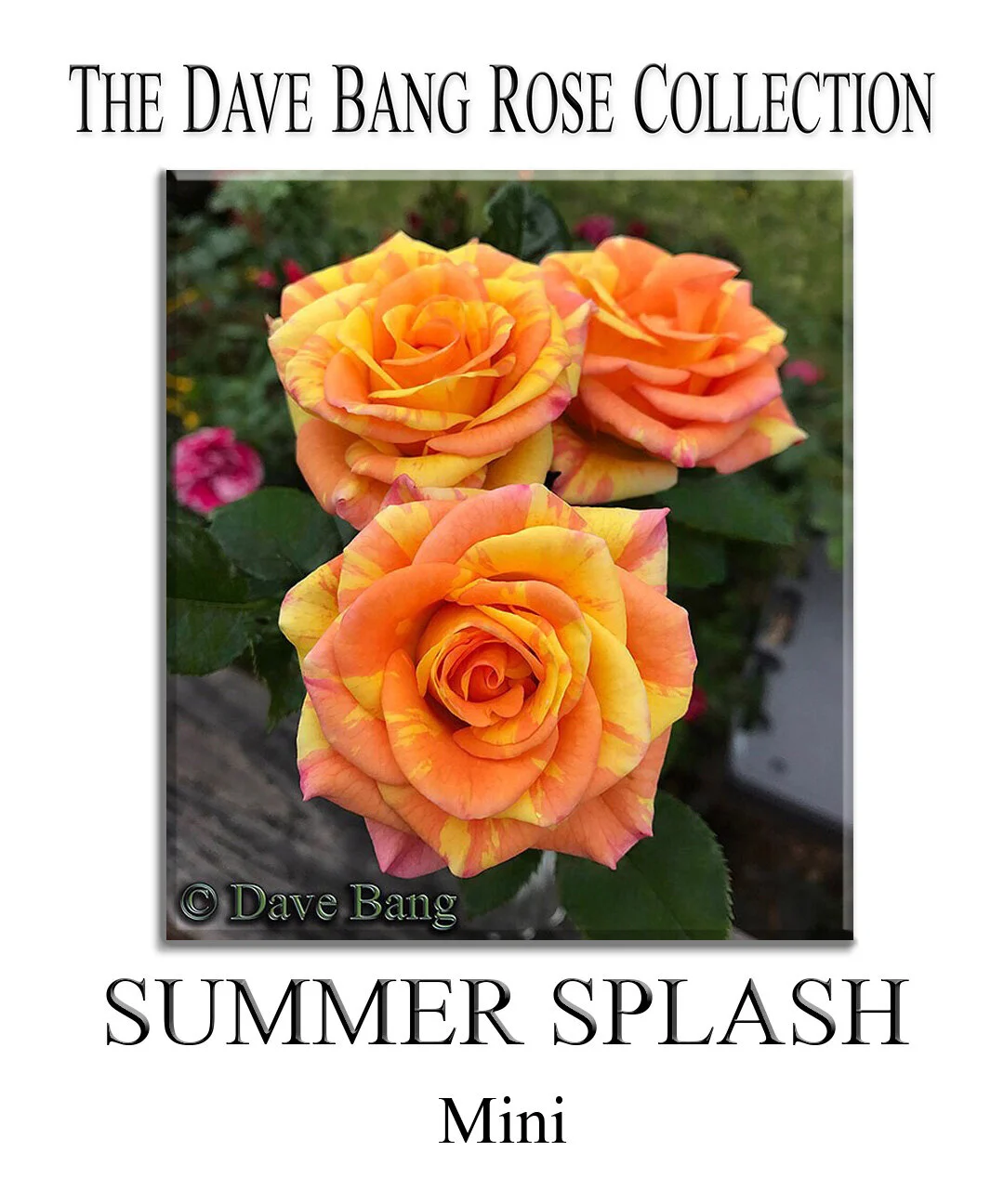The Dave Bang Collection — K and M Nursery